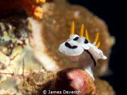 Chromodoris Dianae by James Deverich 
